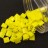 Бисер японский MIYUKI TILA #0404 желтый, непрозрачный, 5 грамм - Бисер японский MIYUKI TILA #0404 желтый, непрозрачный, 5 грамм