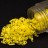 Бисер японский MIYUKI Quarter TILA #0404FR желтый, матовый радужный непрозрачный, 5 грамм - Бисер японский MIYUKI Quarter TILA #0404FR желтый, матовый радужный непрозрачный, 5 грамм