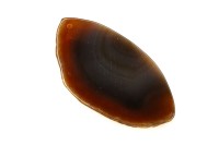 Срез Агата природного, оттенок коричневый, 69х36х5,5мм, отверстие 2мм, 37-389, 1шт