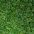 Бисер японский TOHO круглый 11/0 #0242F нарцисс/изумруд матовый, окрашенный изнутри, 10 грамм - Бисер японский TOHO круглый 11/0 #0242F нарцисс/изумруд матовый, окрашенный изнутри, 10 грамм