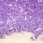 Бусина биконус Swarovski 5328 #371 4мм Violet, 5328-4-371, 20шт - Бусина биконус Swarovski 5328 #371 4мм Violet, 5328-4-371, 20шт